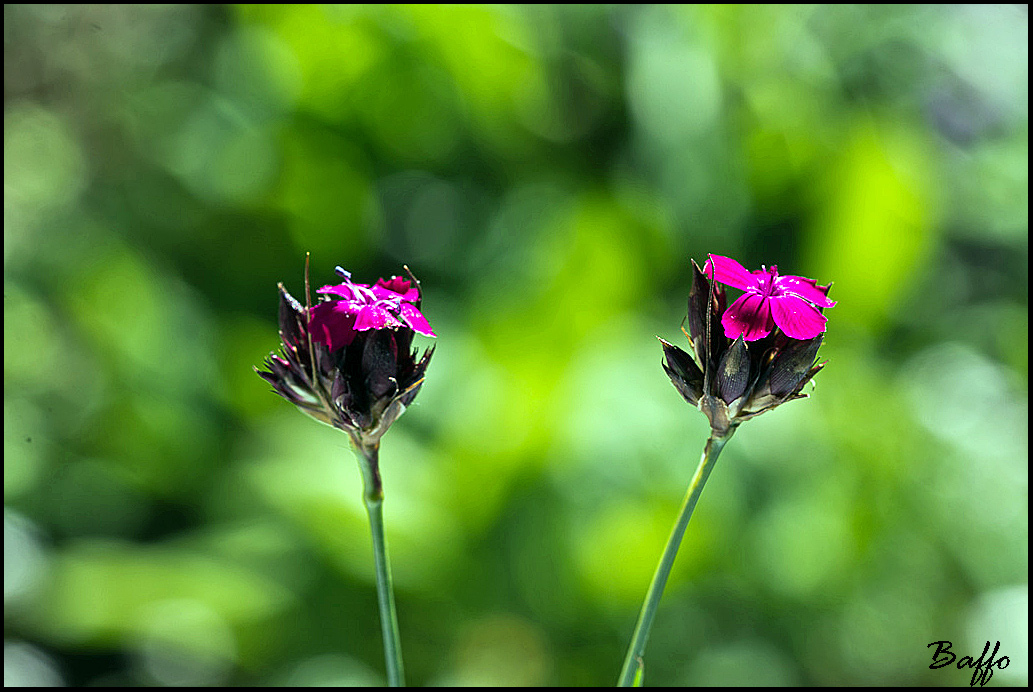 Dianthus sanguineus / Garofano sanguigno